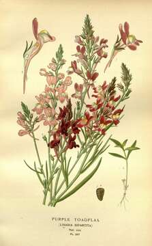 Image of clovenlip toadflax