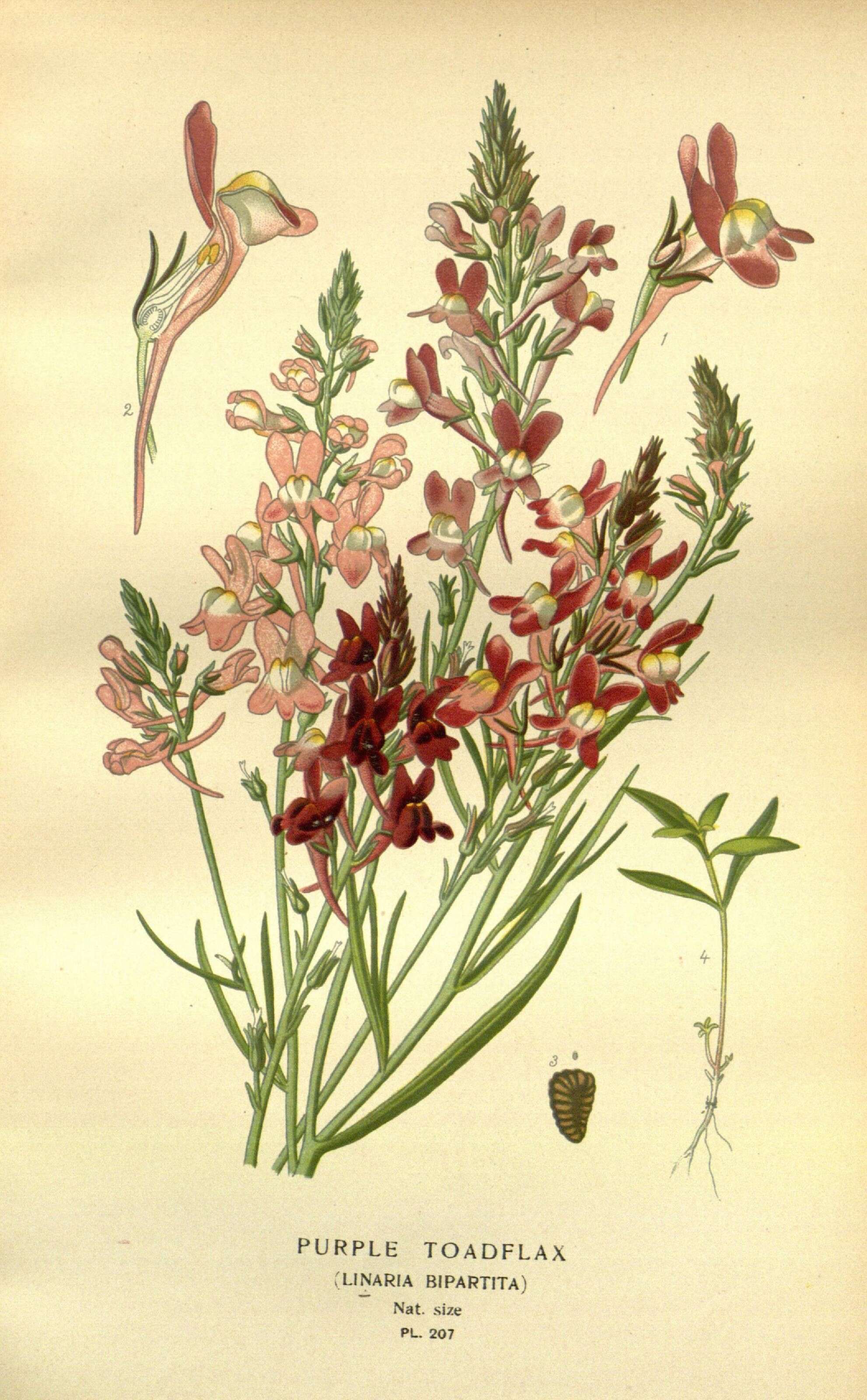 Image de Linaria bipartita (Vent.) Willd.