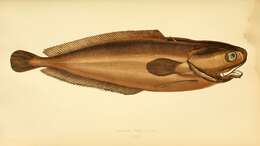 Image of Raniceps Oken 1817