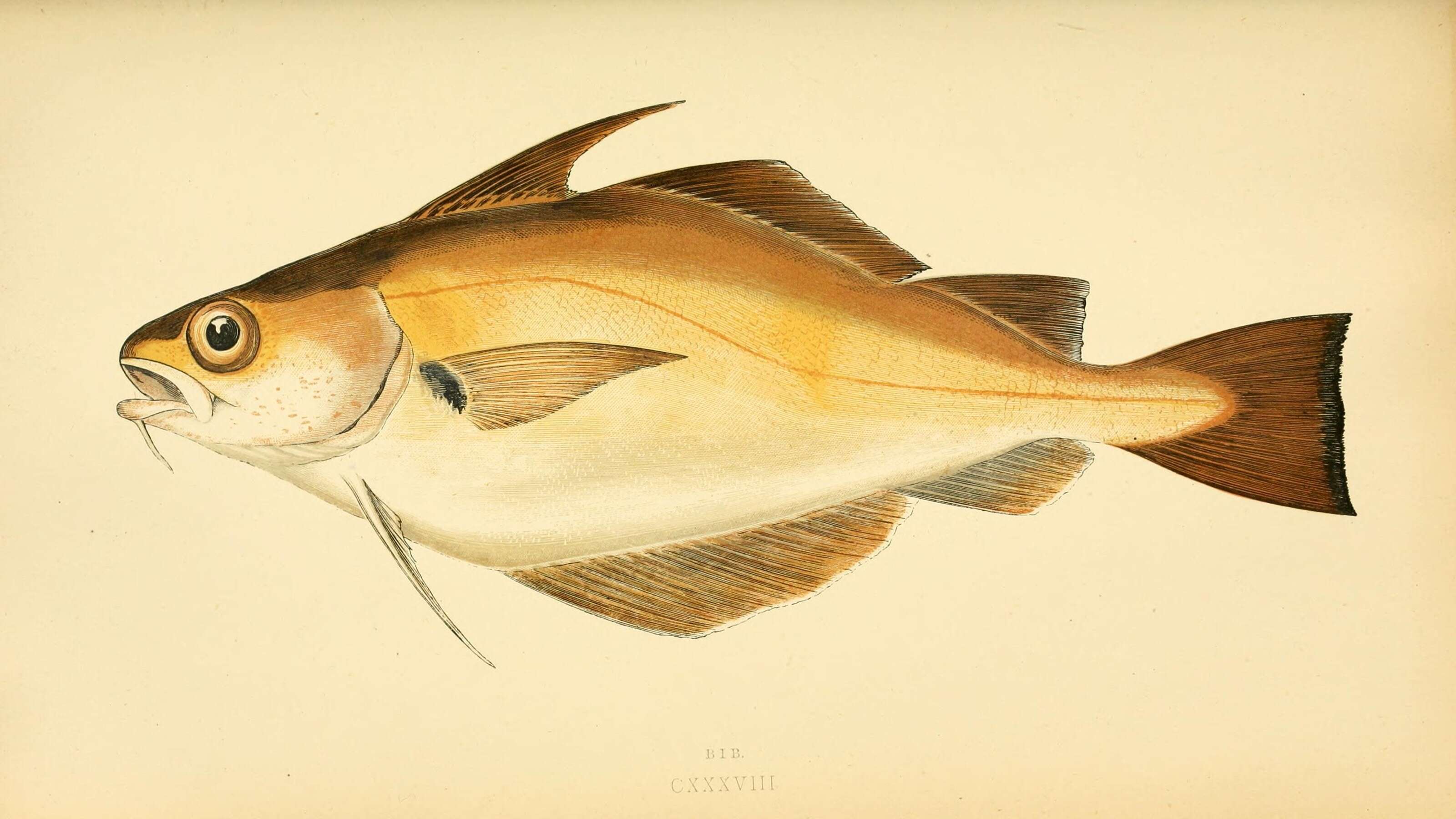 Trisopterus luscus (Linnaeus 1758) resmi
