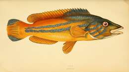 Image of Cuckoo Wrasse