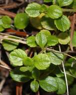 Image of Twinflower