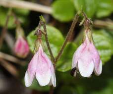 Image of Twinflower