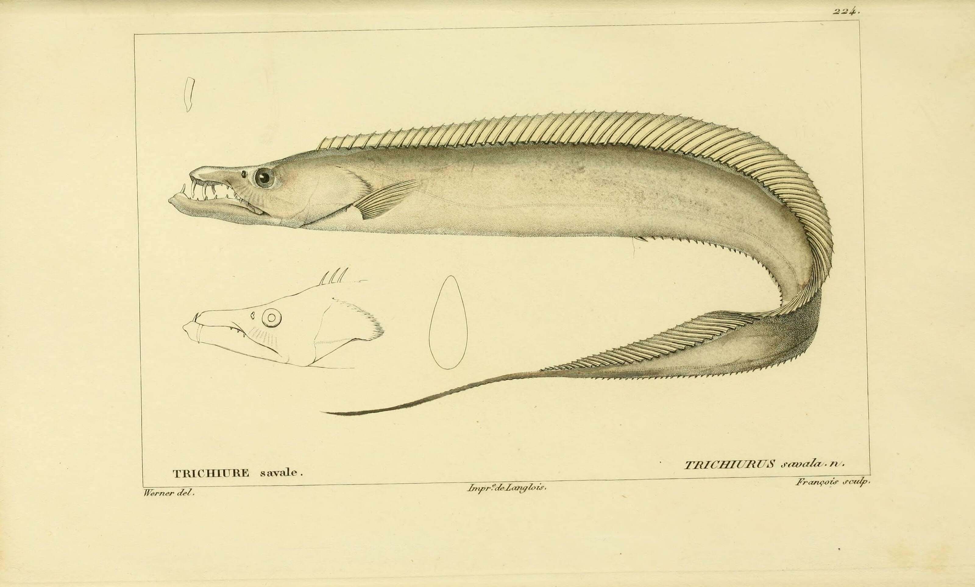 Image of Lepturacanthus