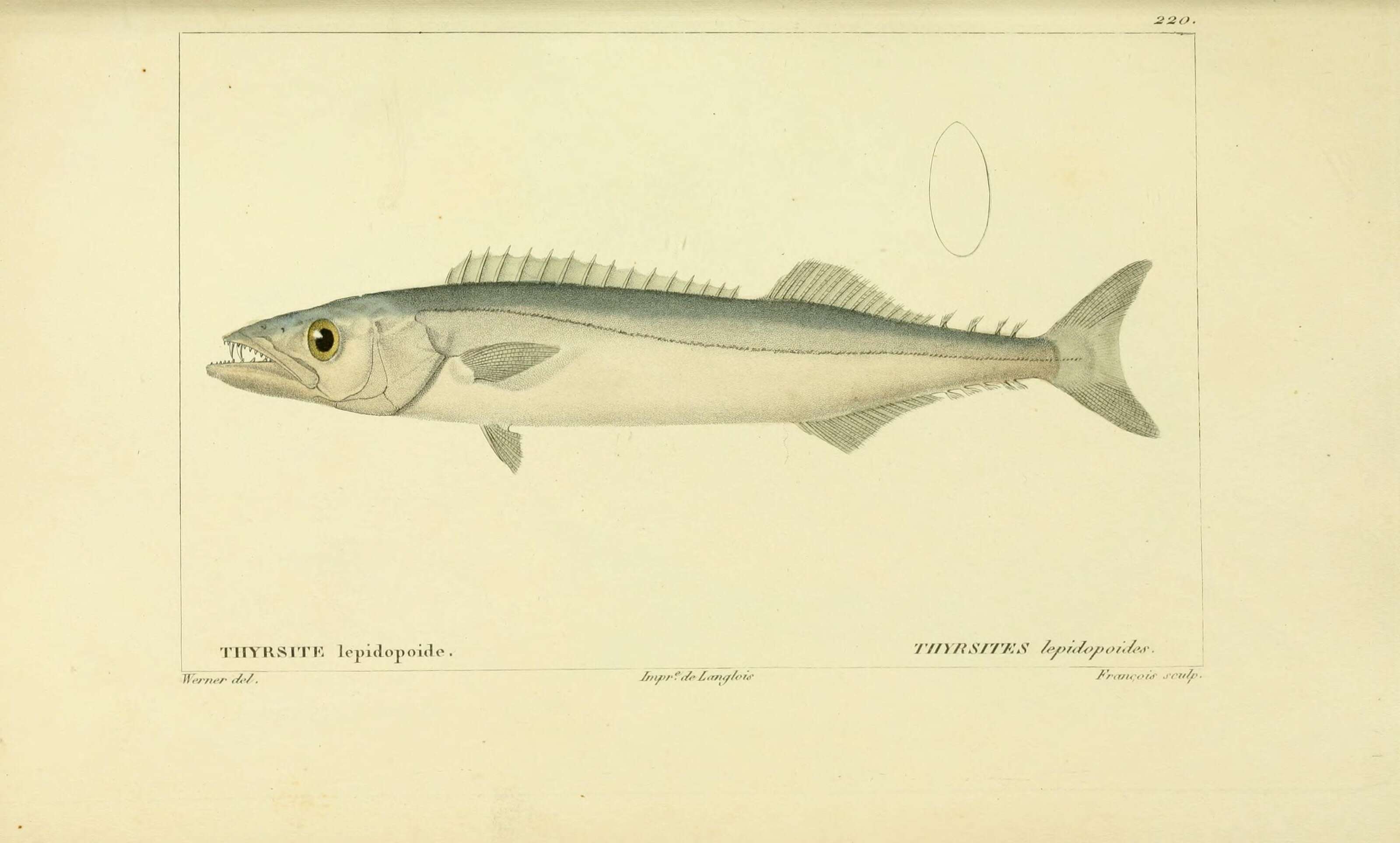 Image of Thyrsitops