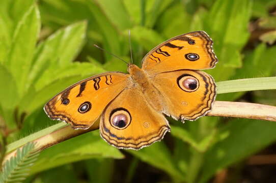 Imagem de Junonia almana Linnaeus 1758