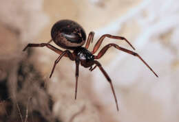 صورة Steatoda nobilis (Thorell 1875)