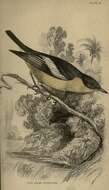 Plancia ëd Hyliota flavigaster Swainson 1837