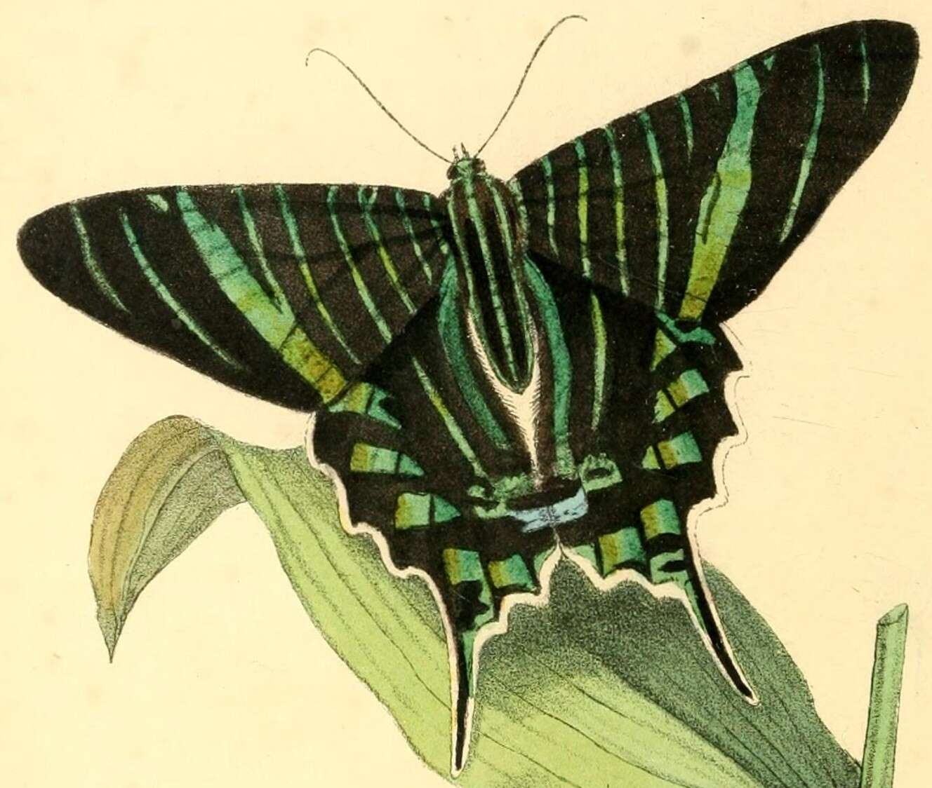 Image of Urania brasiliensis Swainson 1833