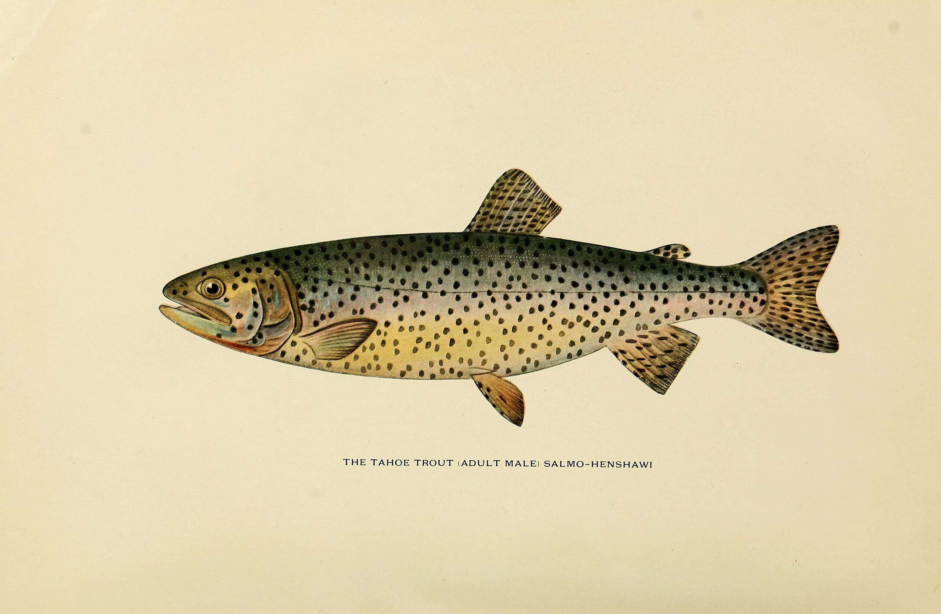 Image of Oncorhynchus clarki henshawi