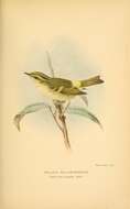 Image of Lemon-rumped Warbler