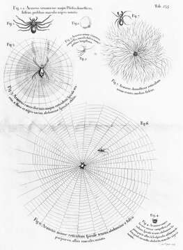 Image of Araneus