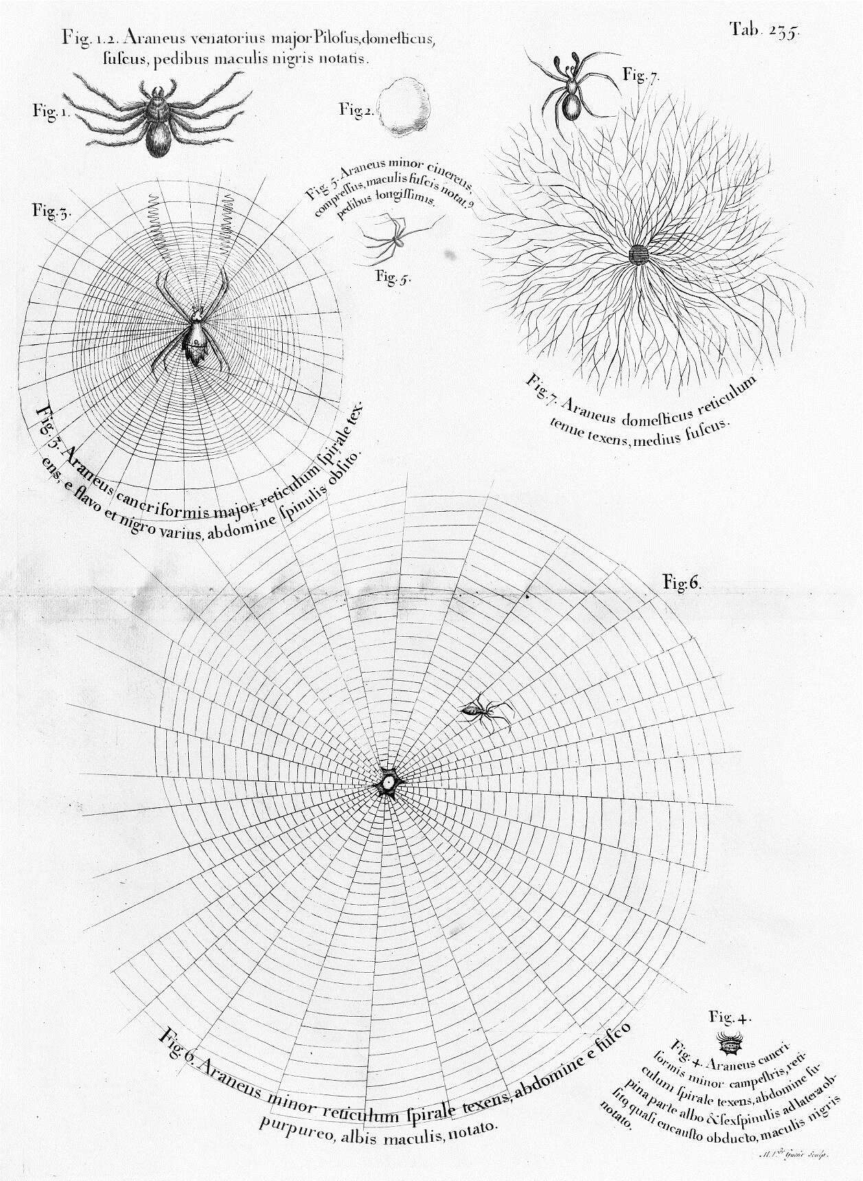 Image of Araneus