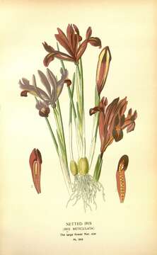 Image of Iris reticulata M. Bieb.