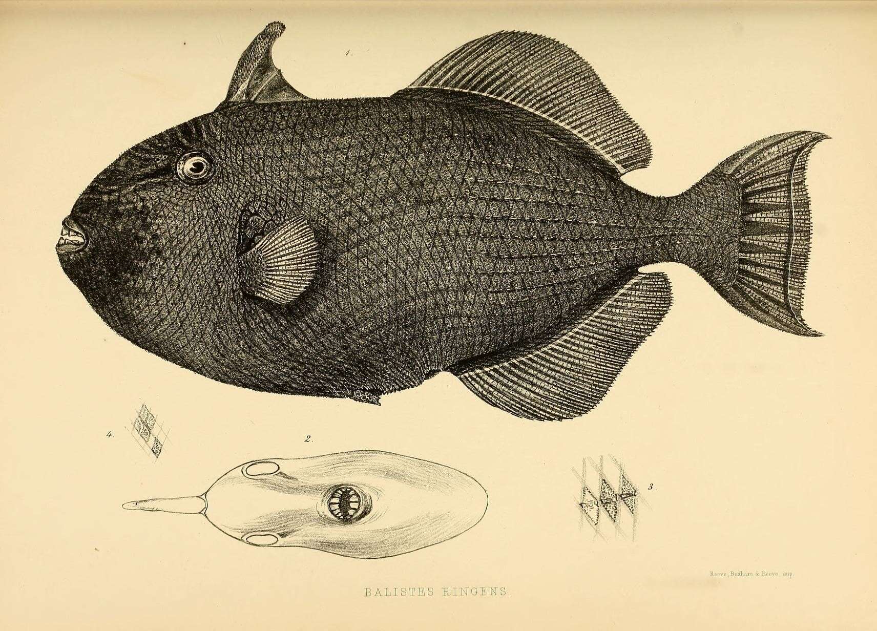 Image of Melichthys