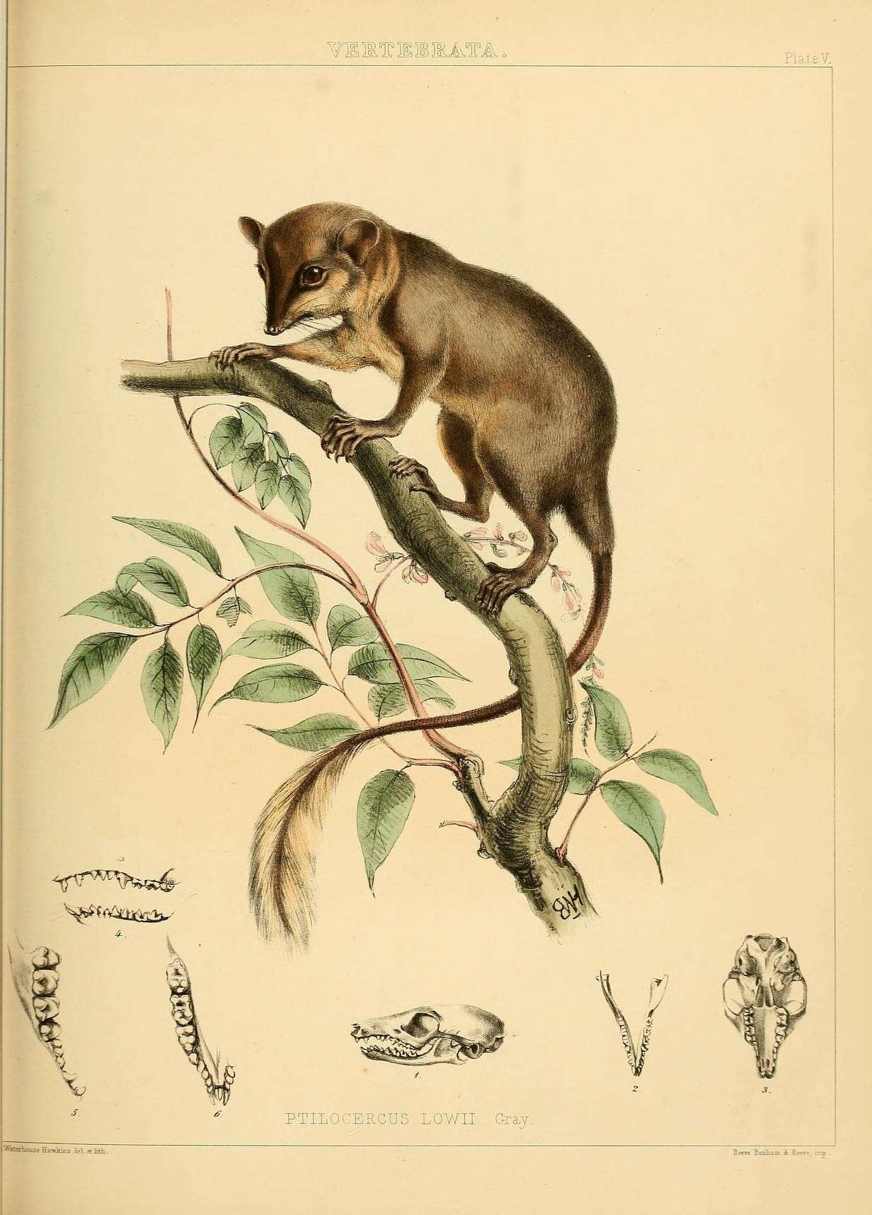 Image of pen-tailed treeshrews