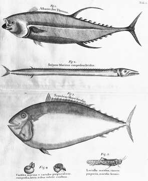 Image of Atlantic Mackerel