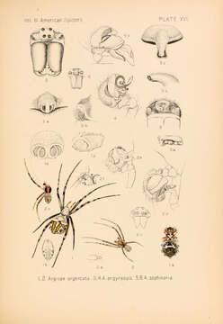 Image of Silver Argiope