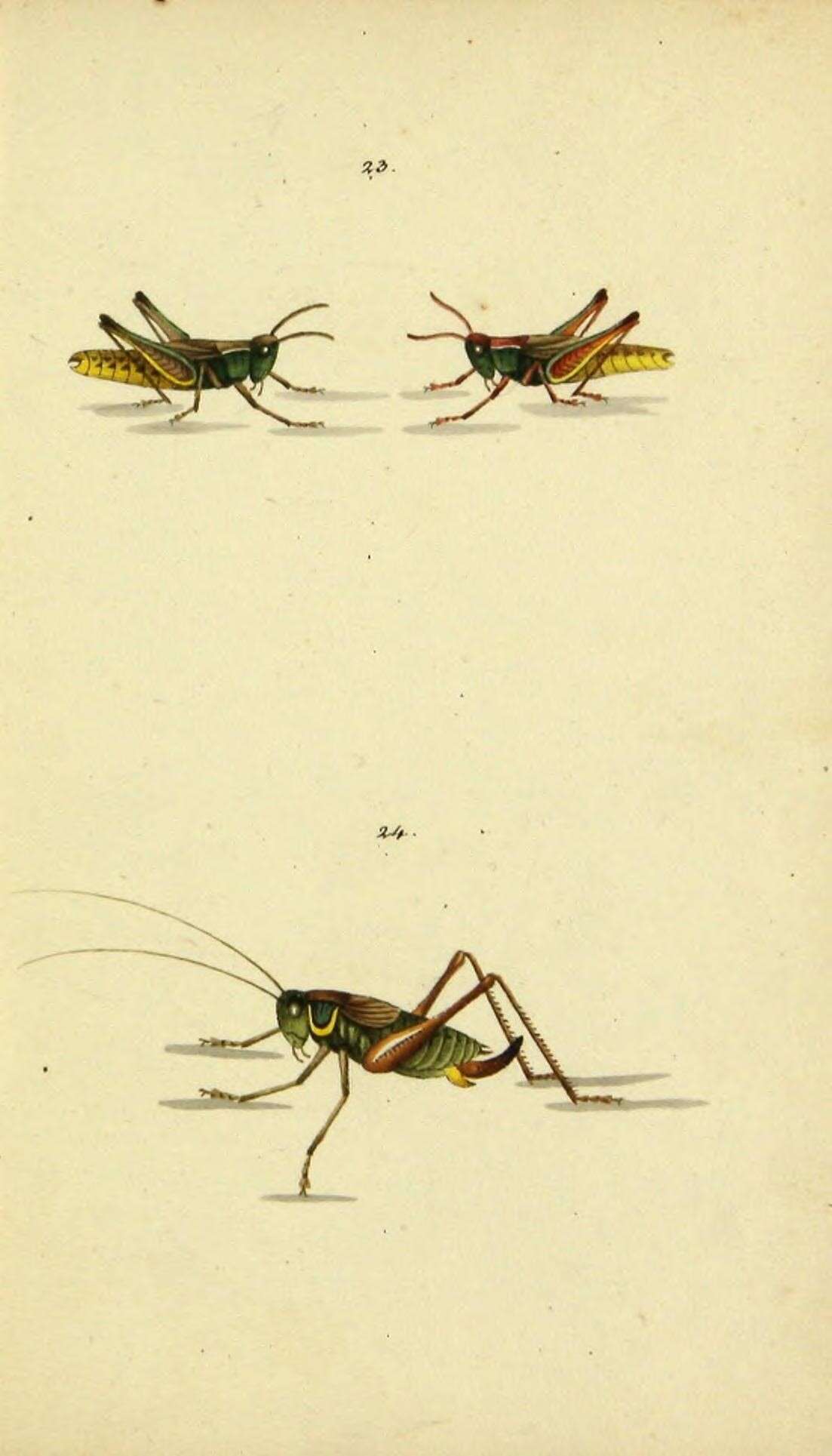 Image of Metrioptera roeselii