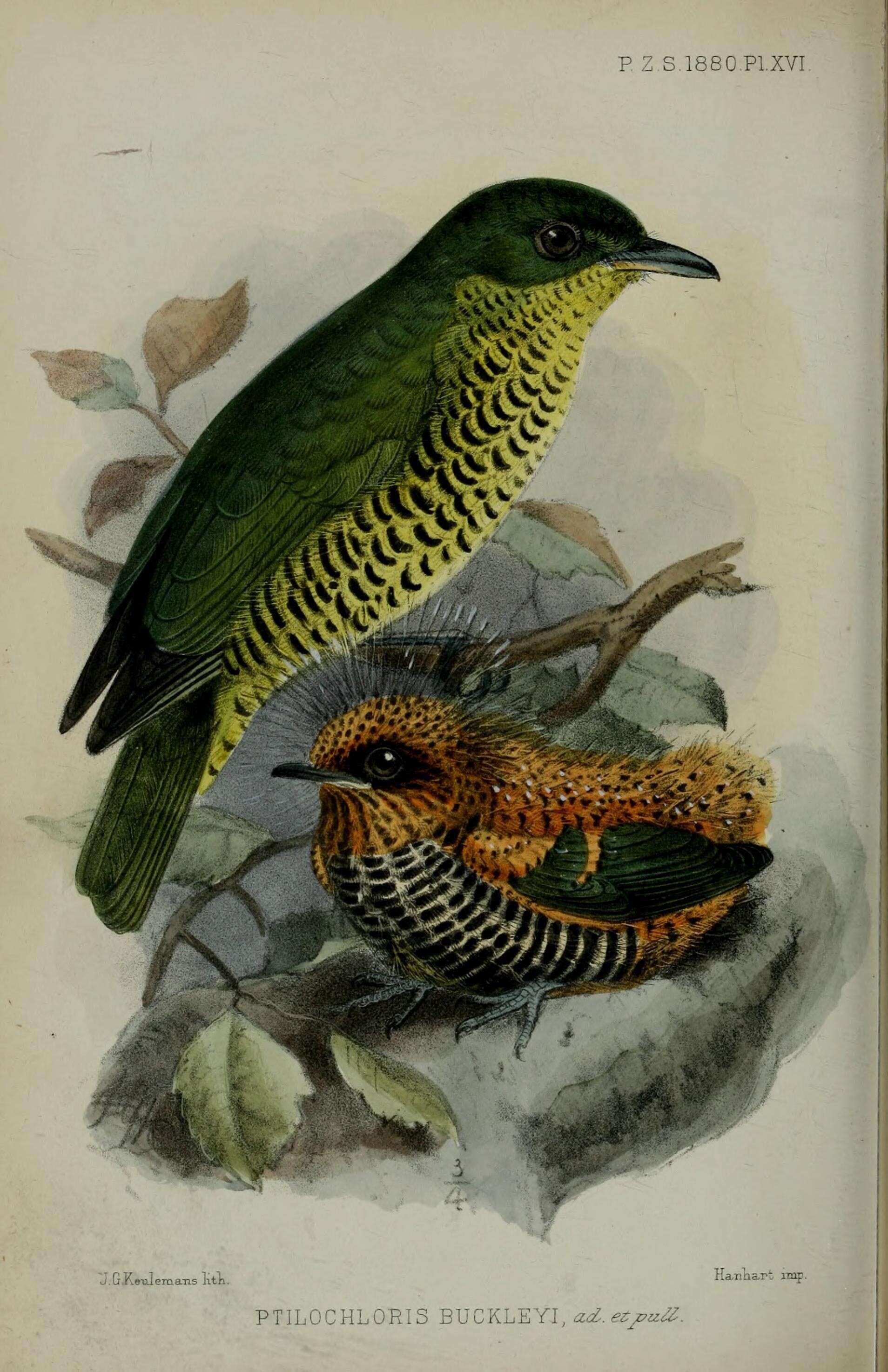 Image of Andean Laniisoma