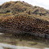 Image of lesser star coral