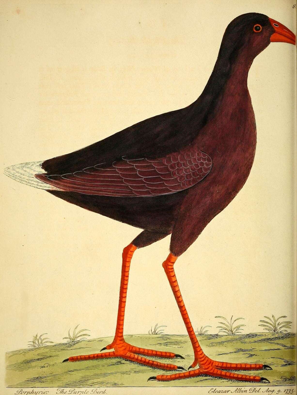 Image of Allen's Gallinule