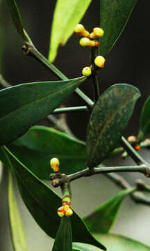 Imagem de Garcinia imbertii Bourd.