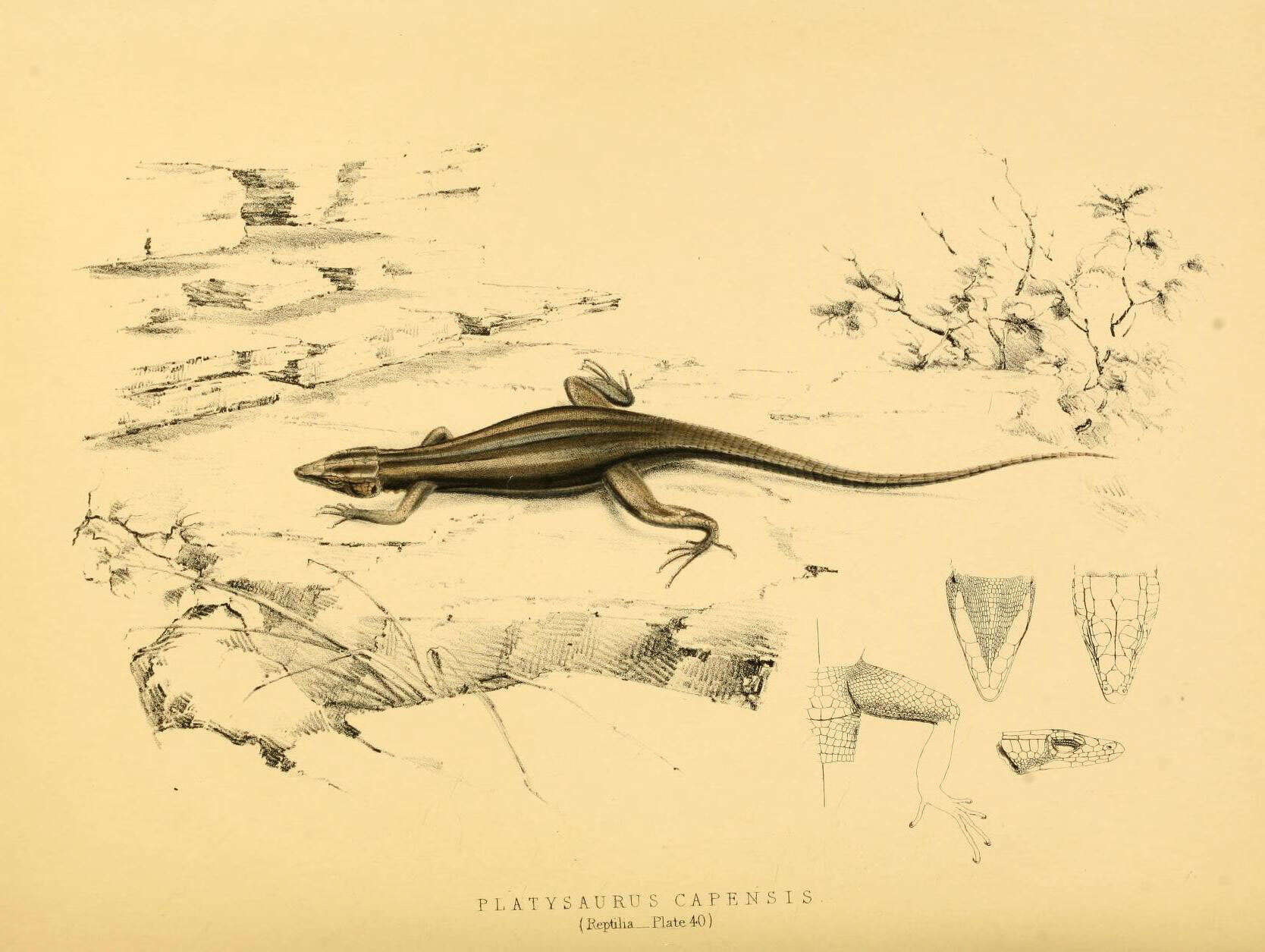 Image of Cape flat lizard