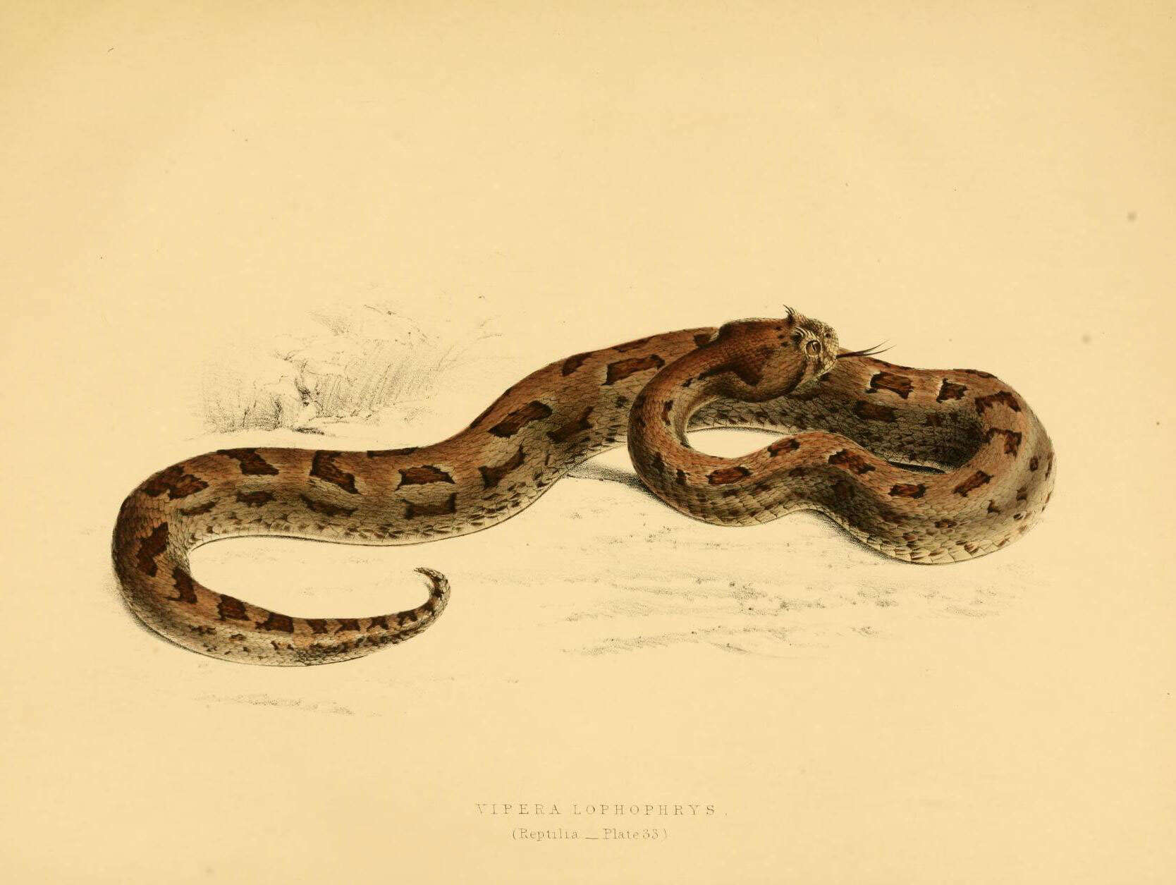 Image of Many-horned adder