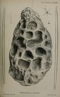 Image of Pachymatisma Bowerbank ex Johnston 1842