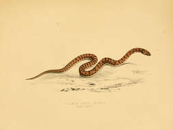 Image de Pseudaspis Fitzinger 1843