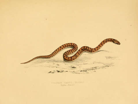 Image of Pseudaspis Fitzinger 1843