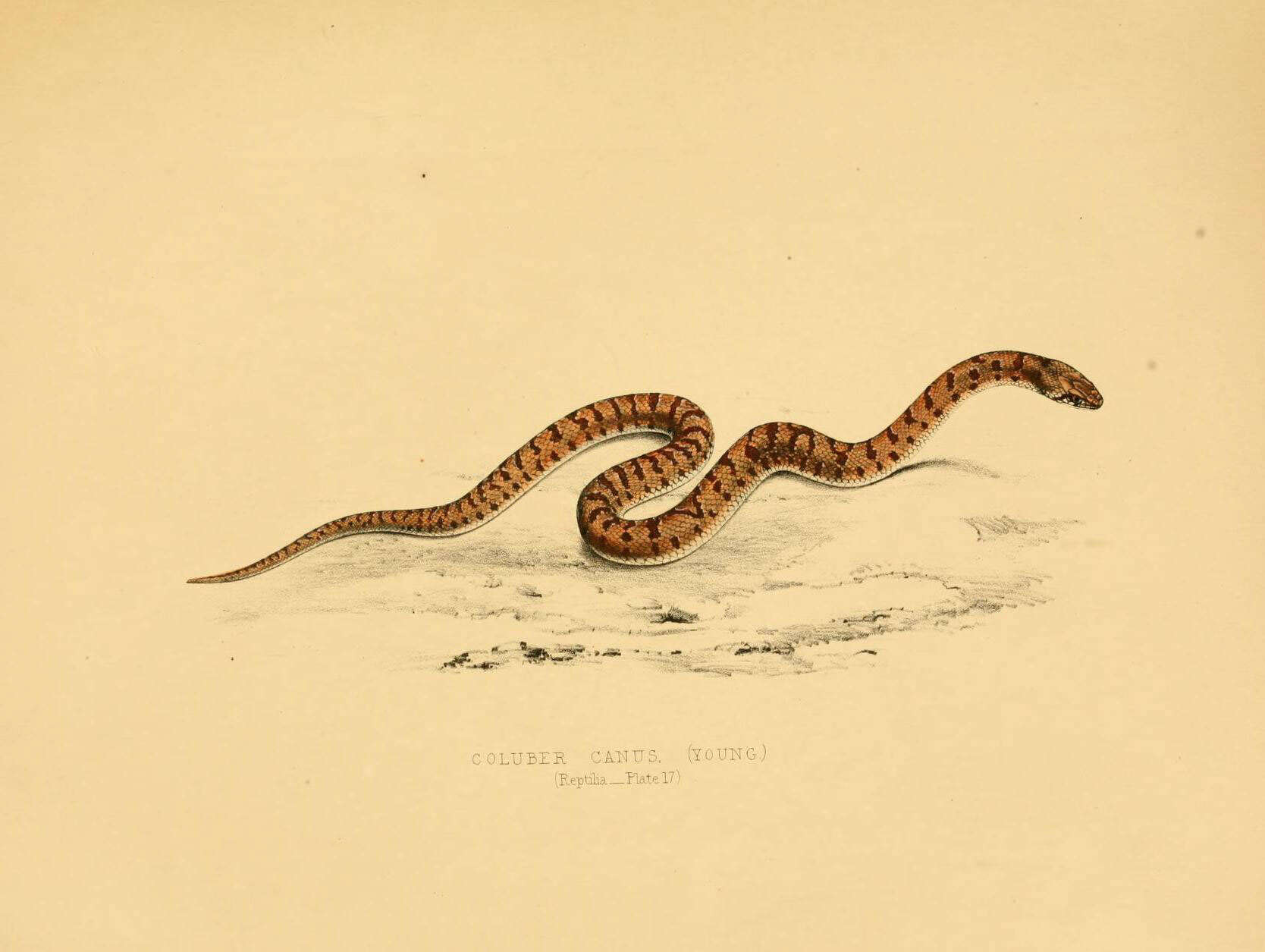 Image de Pseudaspis Fitzinger 1843