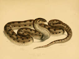 Image de Pseudaspis Fitzinger 1843