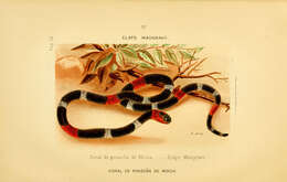 Image of Micrurus ibiboboca (Merrem 1820)