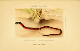 Image of Common Neckband Snake
