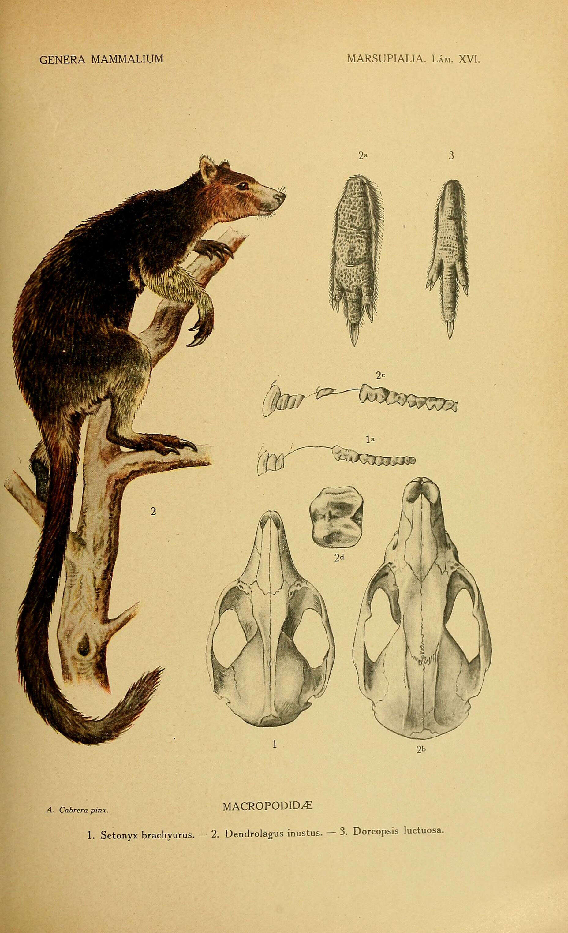 Image of Gray Dorcopsis