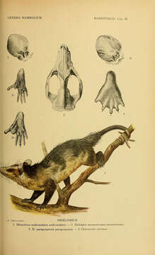 Image of Chironectes Illiger 1811