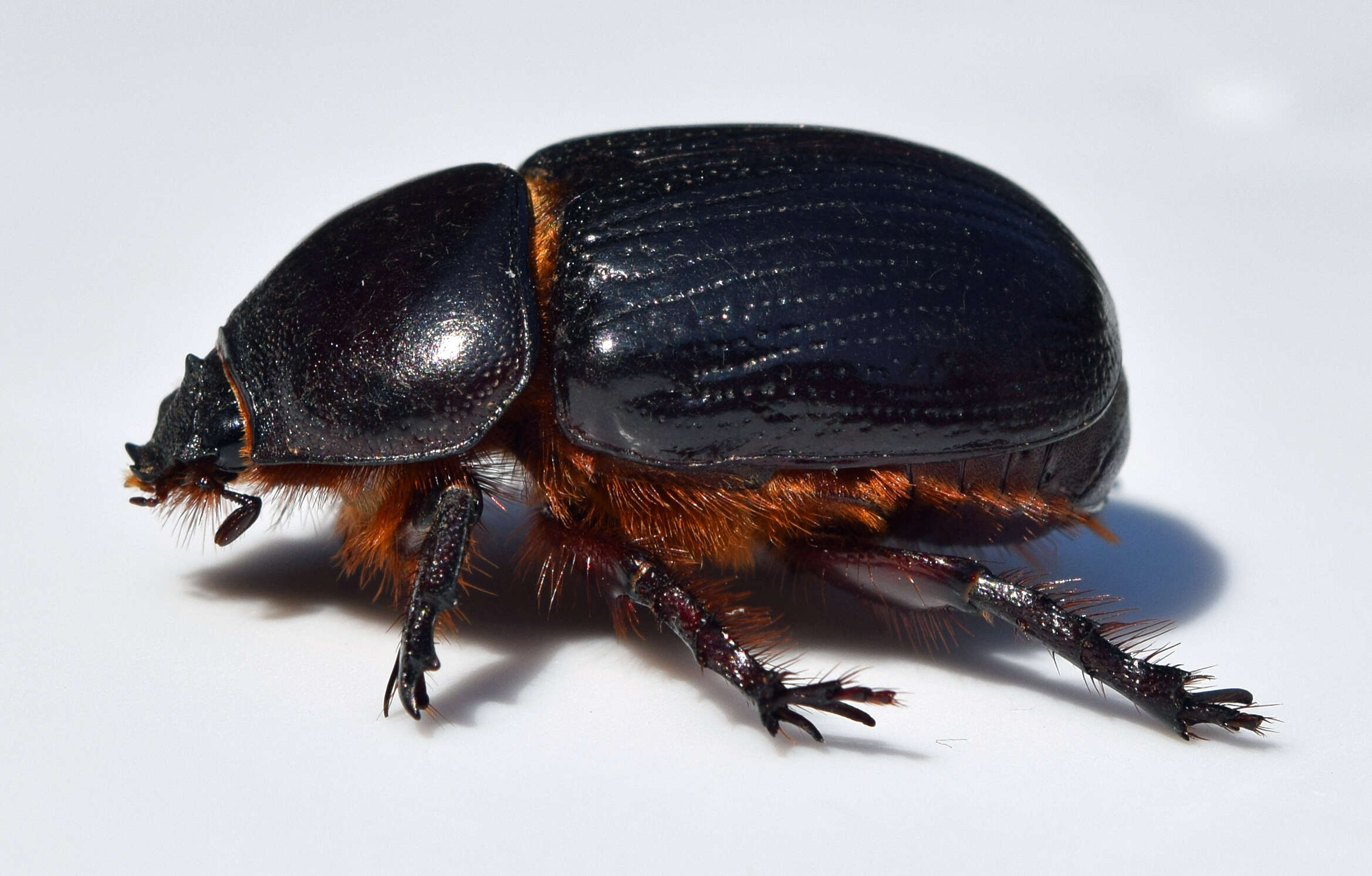 Image of Rhinoceros Beetles