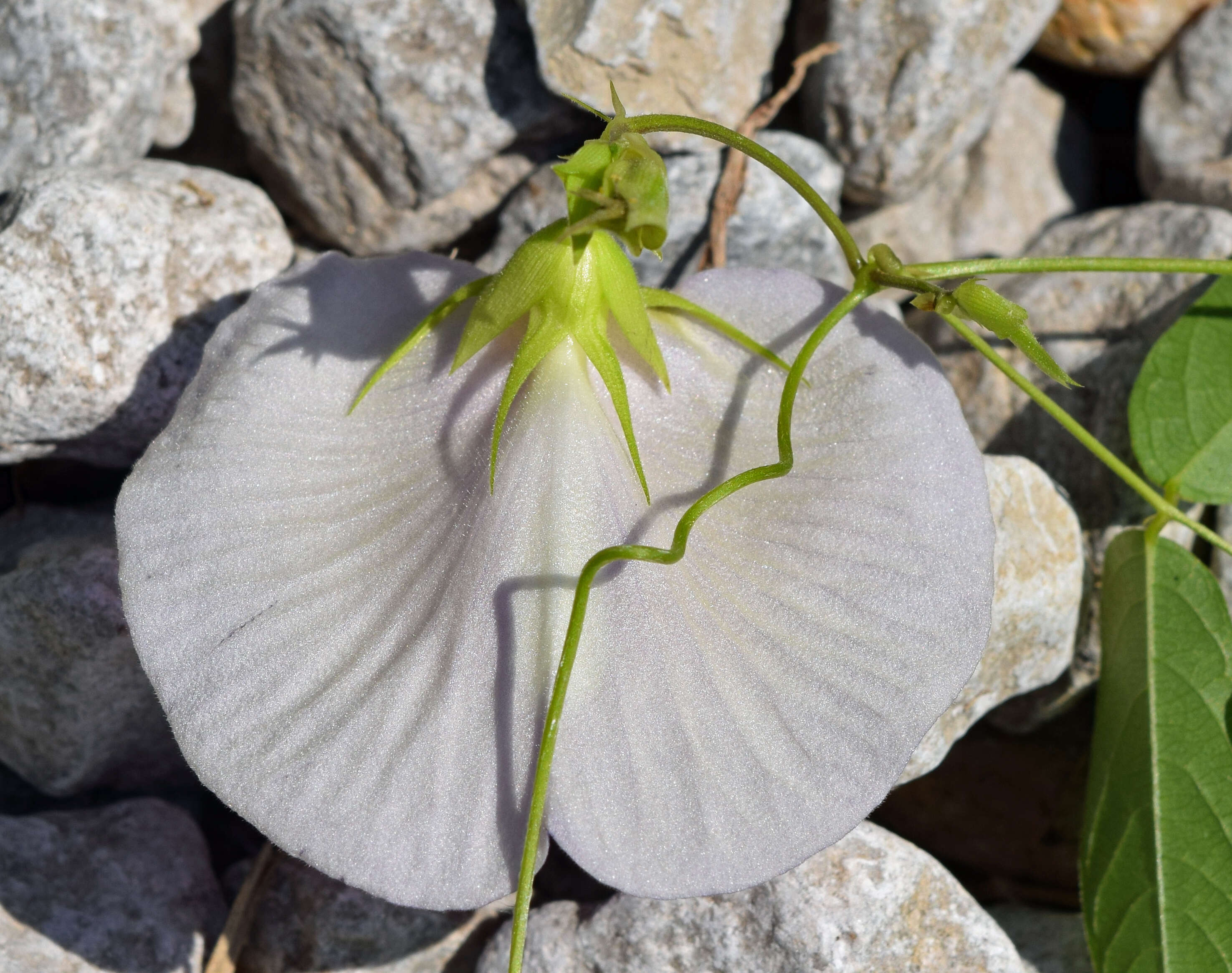 Image of spurred butterfly pea