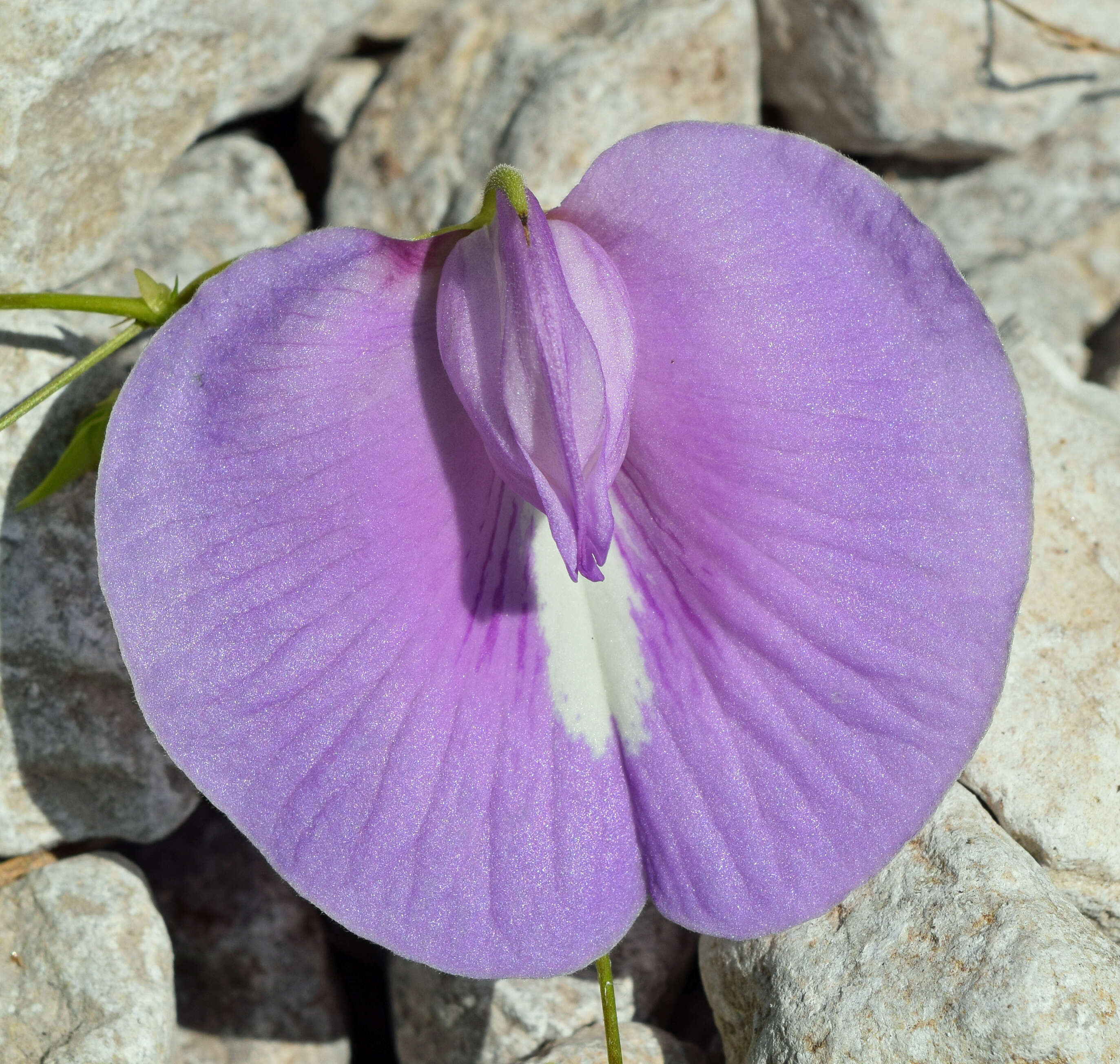 Image of spurred butterfly pea