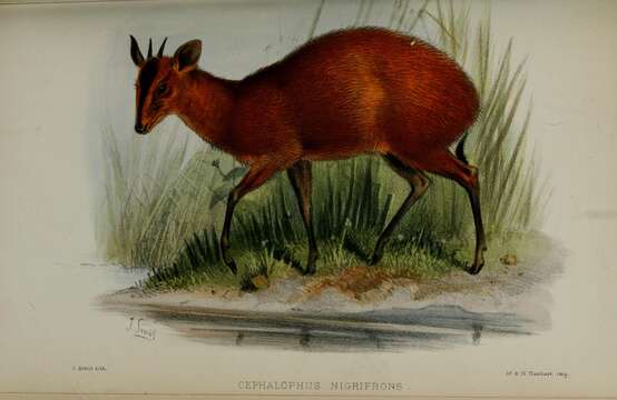 Image of Black-fronted Duiker