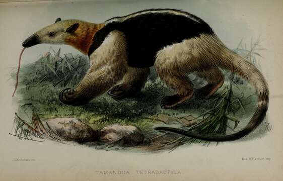 Plancia ëd Tamandua tetradactyla (Linnaeus 1758)