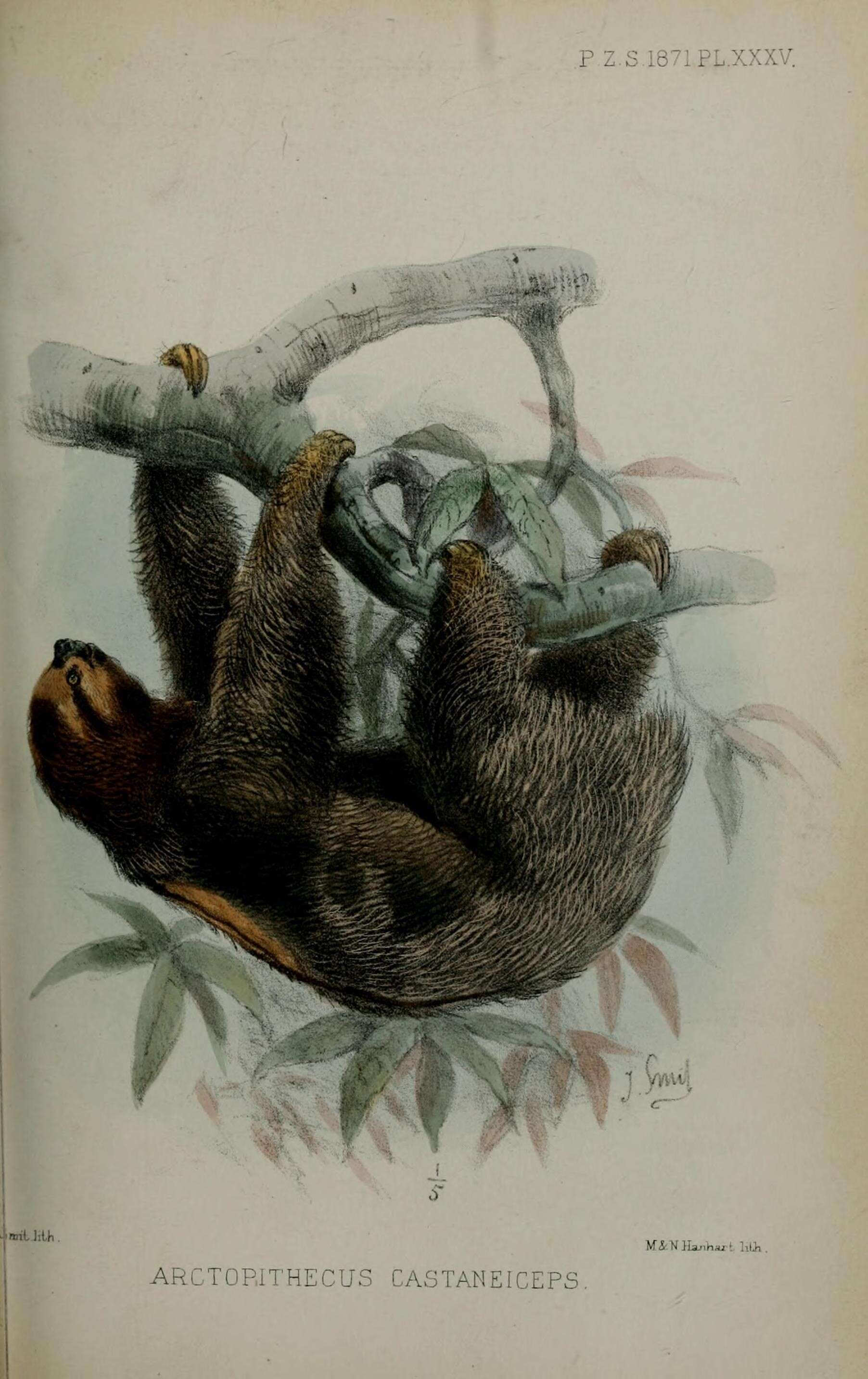 Image of sloth