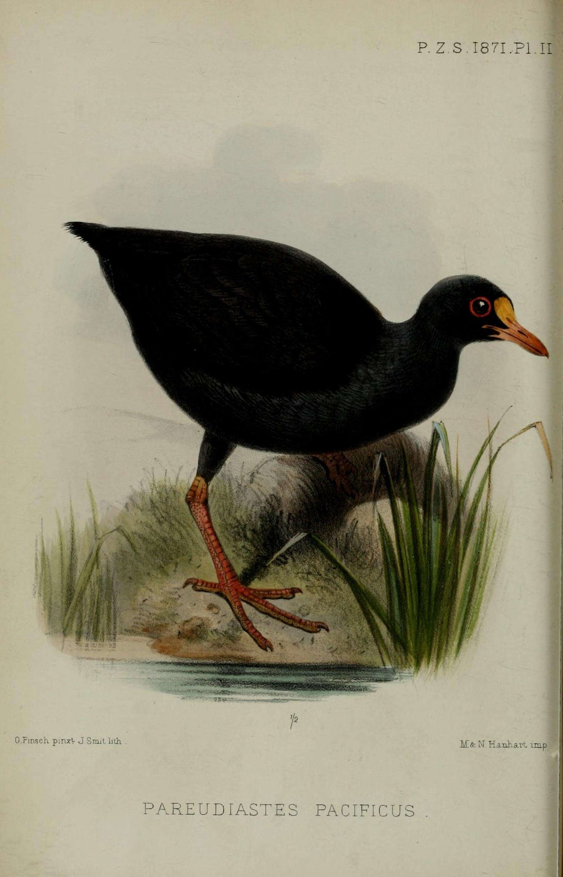 Plancia ëd Gallinula pacifica (Hartlaub & Finsch 1871)