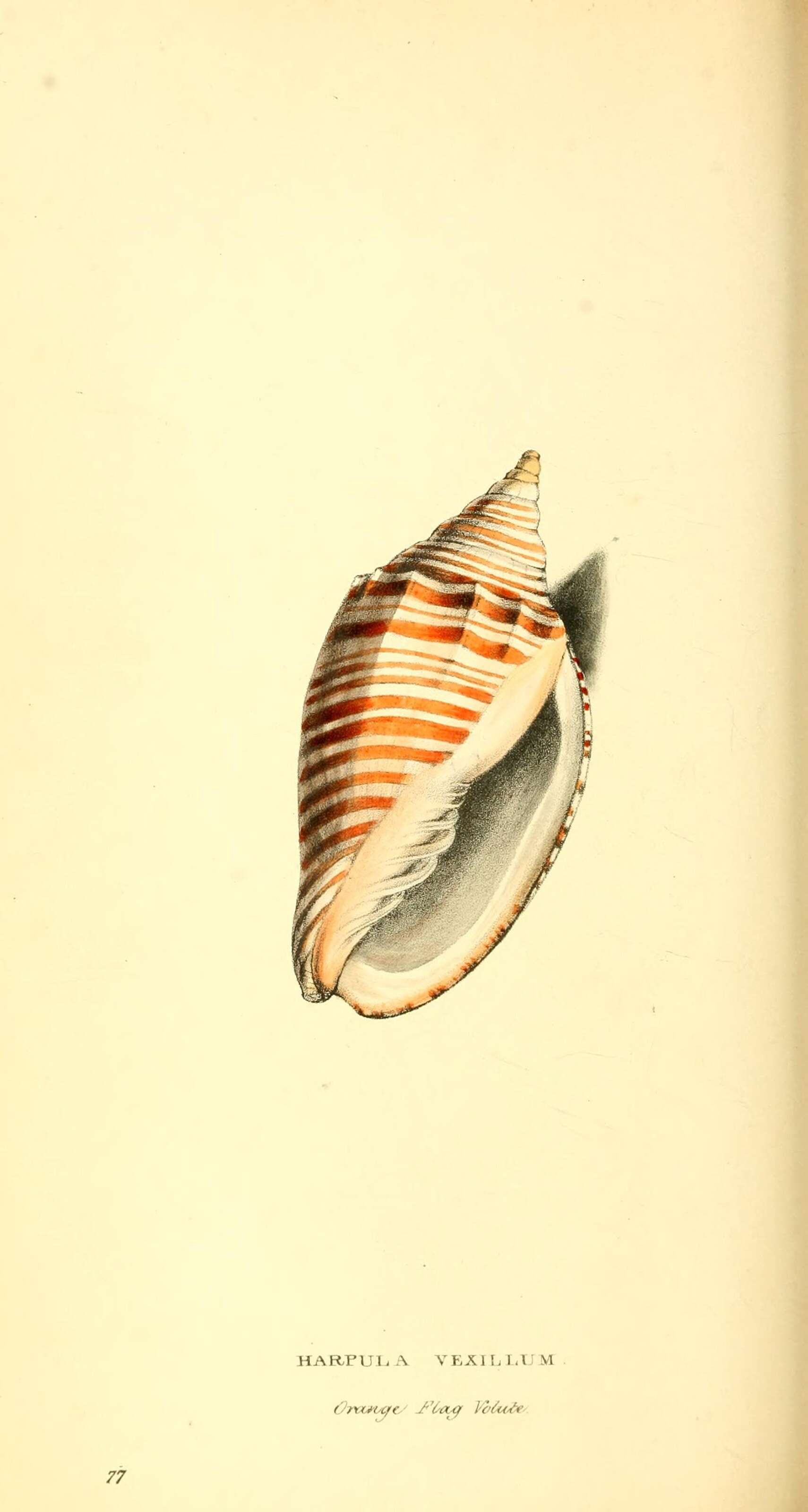 Image of gold-banded volute
