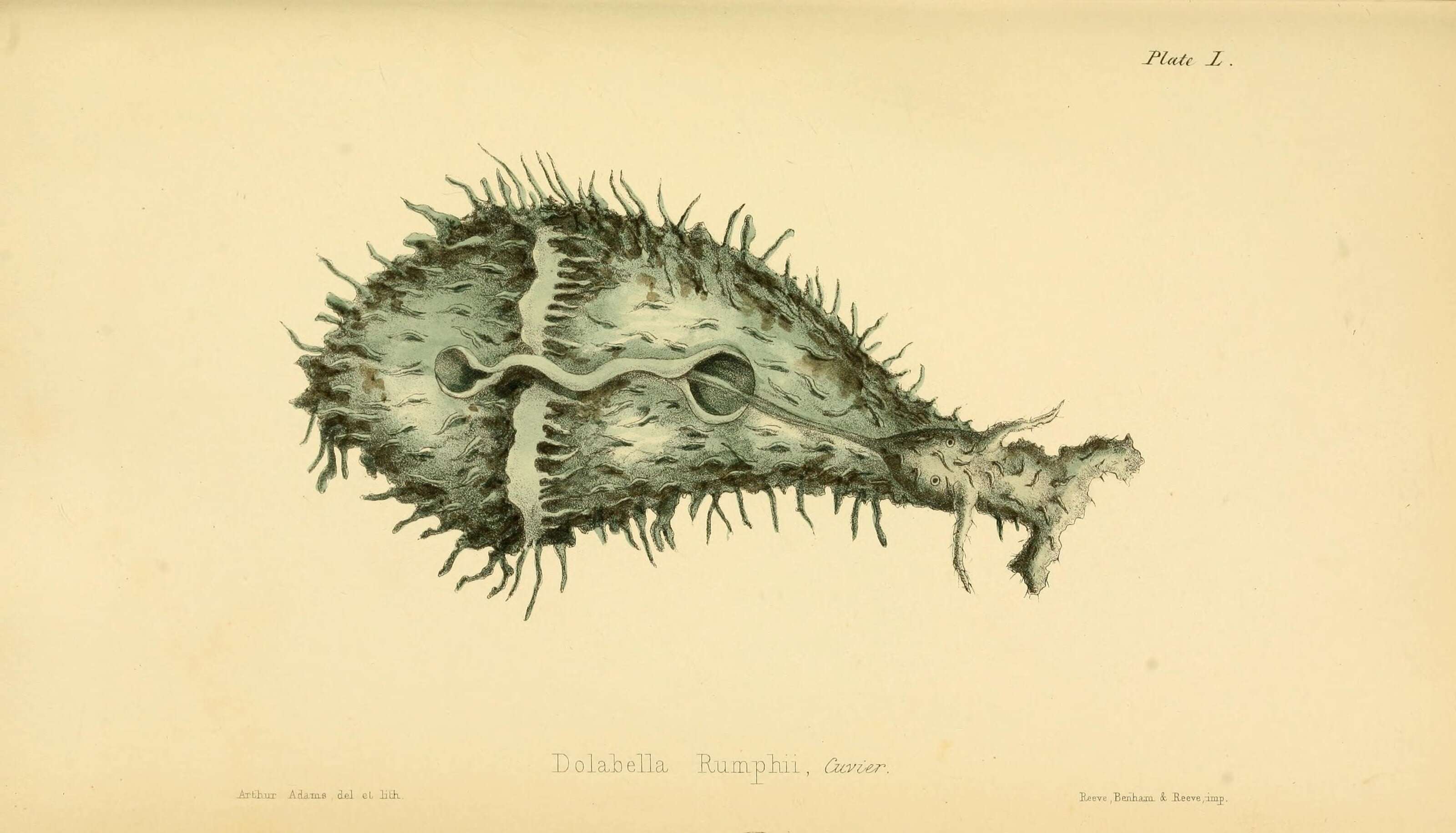 Image of Dolabella Lamarck 1801