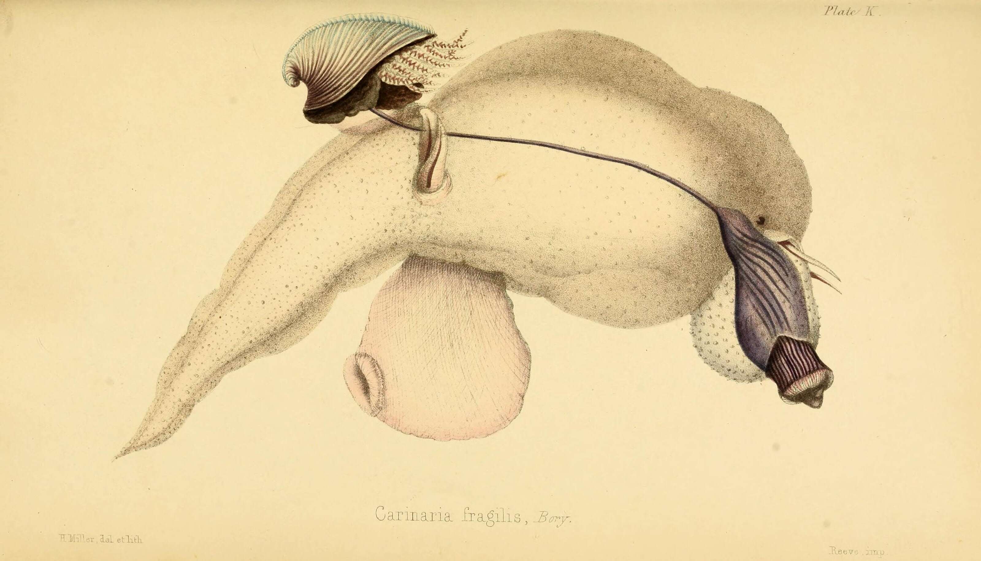 Image of Carinaria Lamarck 1801