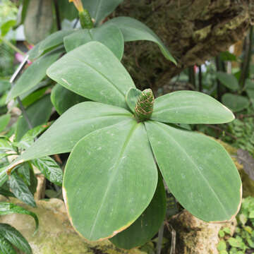 Image of stepladder ginger