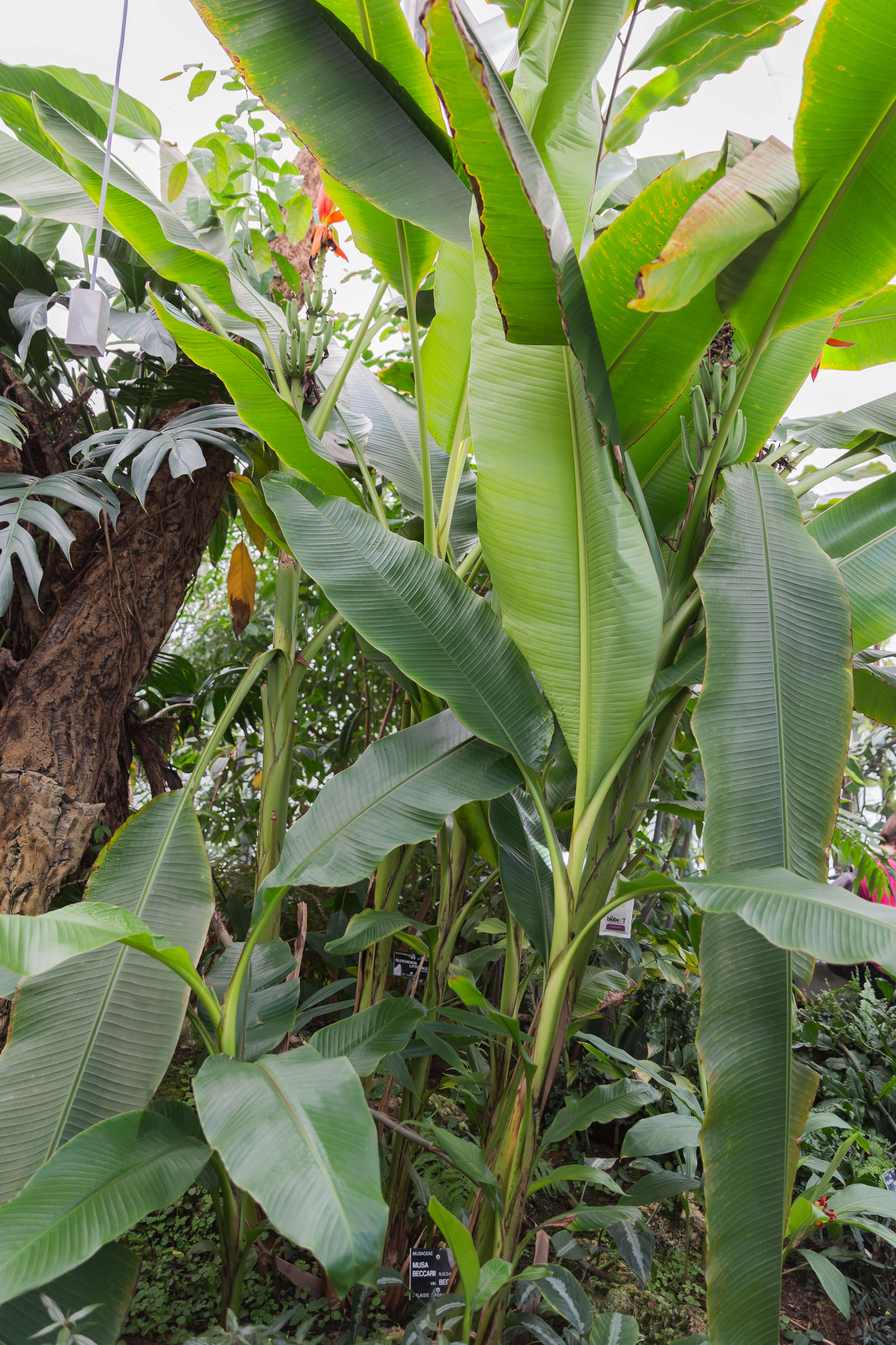 Image of Musa beccarii N. W. Simmonds